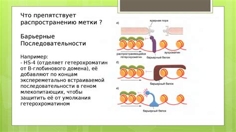 Хроматин: основные функции и регуляция