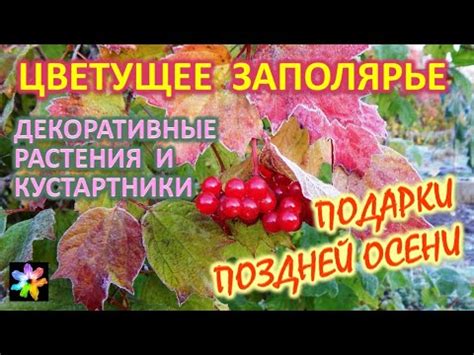 Цветущее сокровище осени