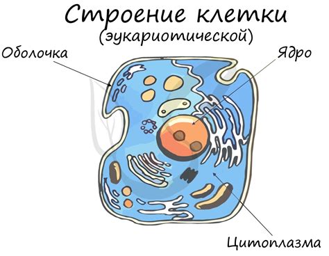 Цитология и ее место в школьной программе по биологии