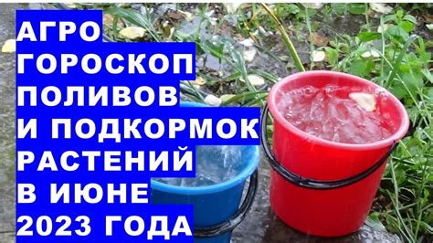 Частота подкормок и поливов