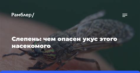 Чем опасен укус насекомого в глаз