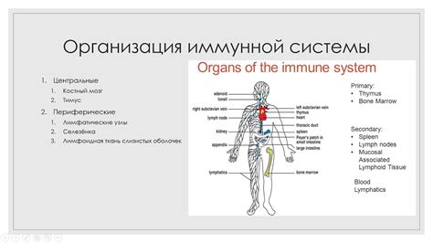 Чеснок и иммунная система