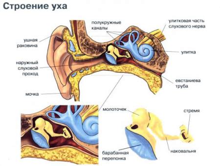 Что делать, если после стрельбы оглушило ухо: срочные действия