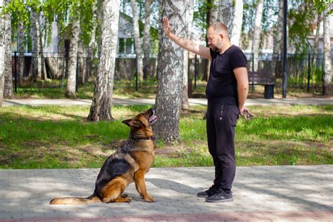 Что делать, если собака не реагирует на команды: основные рекомендации