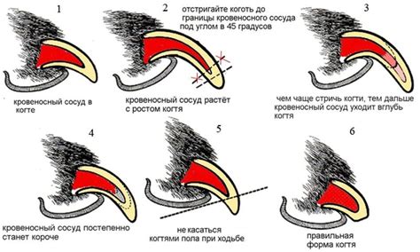 Что делать, если собака оторвала коготь