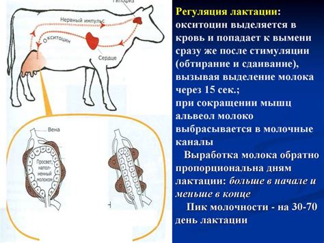 Что может стать причиной снижения молокоотдачи у козы?