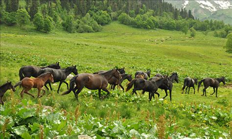 Что означает видеть табун лошадей