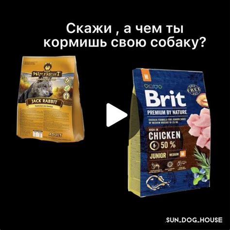 Что означает сон, в котором вы кормите чужую собаку?