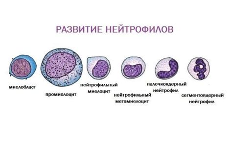 Что приводит к повышению уровня нейтрофилов у взрослых?