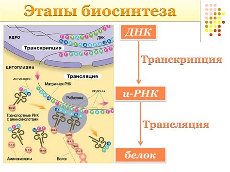 Что происходит при повышенном содержании белка в организме