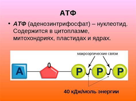 Что такое АТФ?