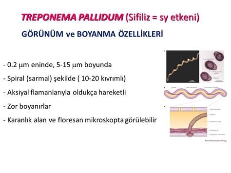 Что такое анти pallidum ИФА?