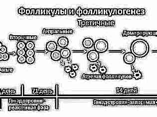 Что такое доминирующий фолликул?