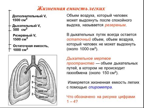 Что такое жизненная емкость легких?