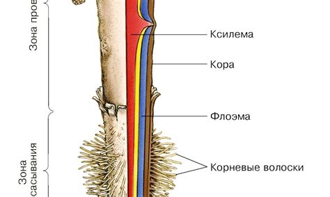 Что такое корень в биологии?