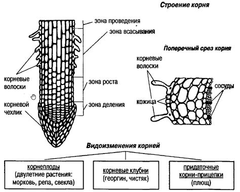 Что такое корень в растениях и каковы его основные функции?