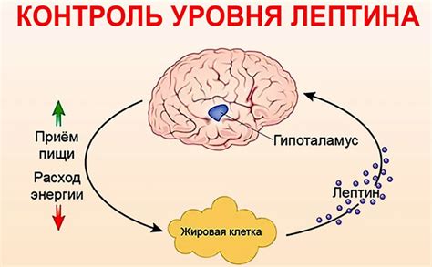 Что такое лептин гормон и как он действует