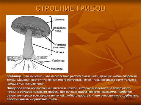 Что такое мицелий грибов