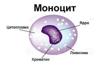 Что такое моноциты и зачем нужен анализ их процентного содержания?