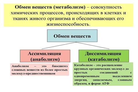 Что такое обмен веществ?