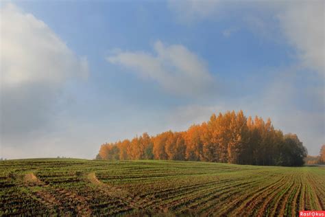 Что такое озимь и как она влияет на поля?