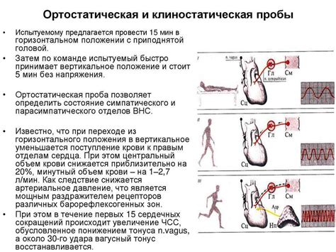 Что такое ортостатическая проба?