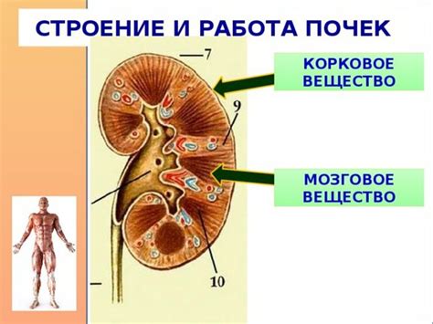 Что такое почки и как они работают?