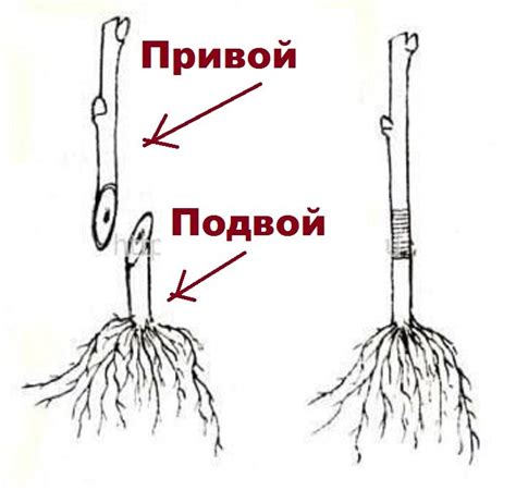 Что такое привой и что такое подвой?