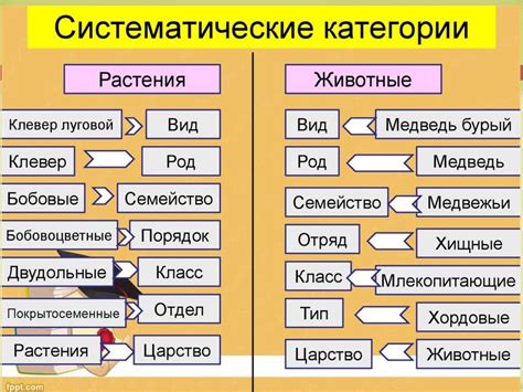 Что такое систематические группы?