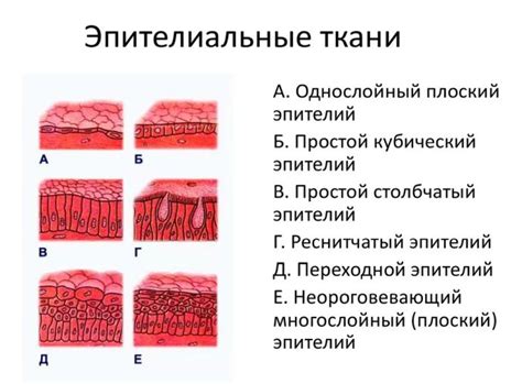 Что такое эпителий уретральный u: значение и особенности обнаружения