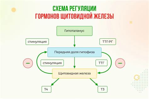 Что такое эутиреоз у женщин