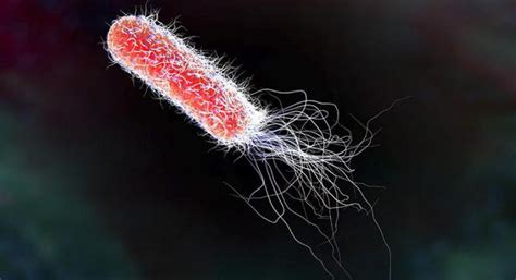 Что такое Escherichia coli