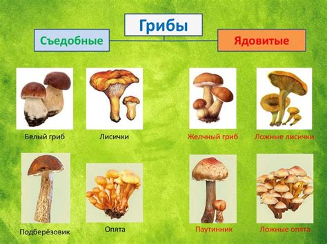 Шаги по определению гриба по синеве