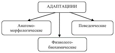 Эволюционная адаптация и инстинкты