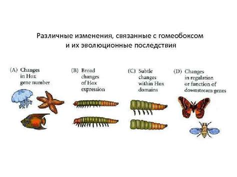 Эволюционные последствия: какая из организаций более "продвинутой"