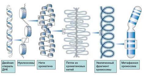 Эволюция хроматина и его значение для организма: