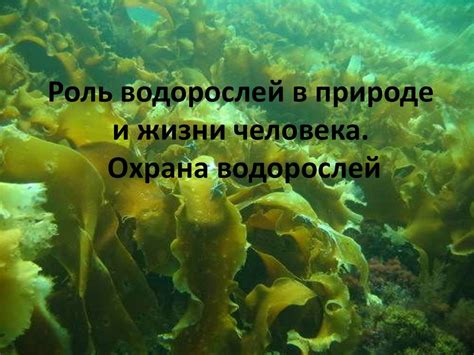 Экологическая роль водорослей в качестве прикрепленных организмов