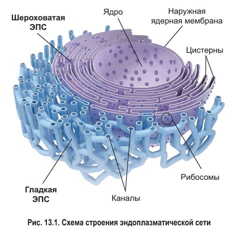 Эндоплазматическая сеть: общее представление