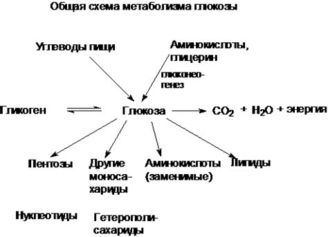 Энергетическая функция глюкозы