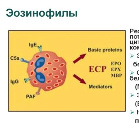 Эозинофильный катионный белок: почему его уровень повышается?