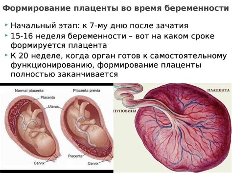 Этапы обработки плаценты