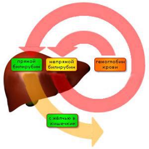 Эффективное лечение повышенного уровня билирубина