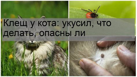 Эффективные методы лечения опухоли от укуса кота на руке