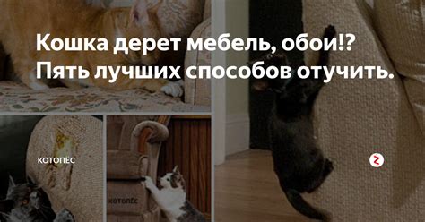 Эффективные методы отучения кота рвать обои