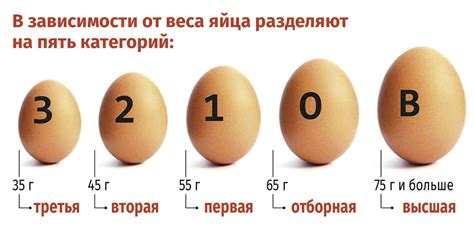 Яйца класса с1 и их особенности