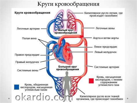  Организация системы кровообращения 