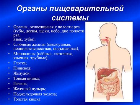  Органы пищеварительной системы 