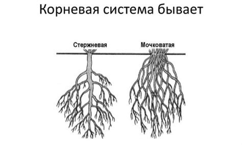  Принципы формирования корневой системы 