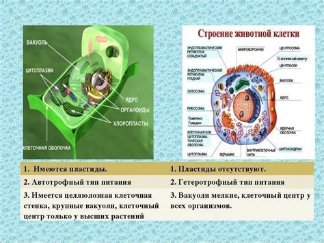  Различия в строении мембран и органелл клеток 